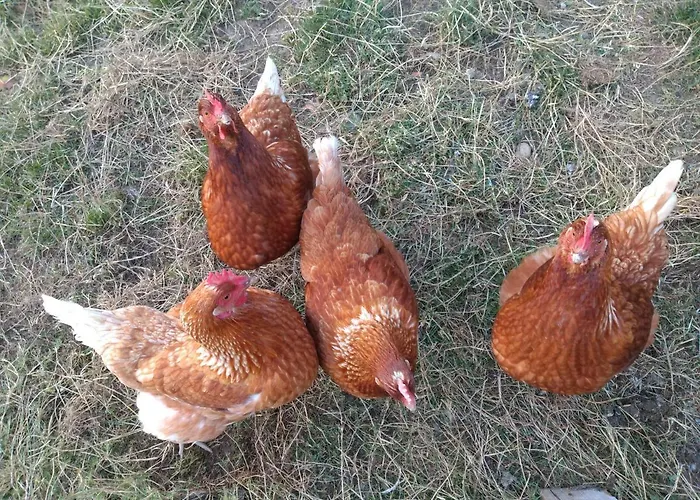 Leku Eder Homestay *